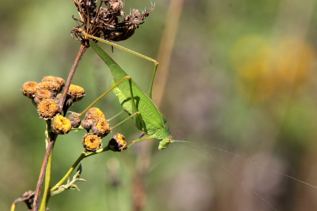 Phaneroptera nana